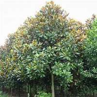 微信广玉兰头像_高清广玉兰微信头像