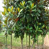 微信广玉兰头像_高清广玉兰微信头像