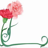 微信康乃馨头像_高清康乃馨花朵图片大全