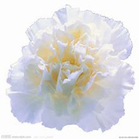 微信康乃馨头像_高清康乃馨花朵图片大全