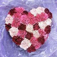 微信康乃馨头像_高清康乃馨花朵图片大全