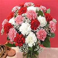 微信康乃馨头像_高清康乃馨花朵图片大全