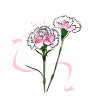 微信康乃馨头像_高清康乃馨花朵图片大全