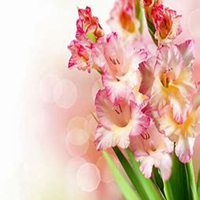 微信康乃馨头像_高清康乃馨花朵图片大全