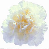 微信康乃馨头像_高清康乃馨花朵图片大全