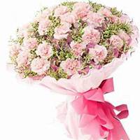 微信康乃馨头像_高清康乃馨花朵图片大全