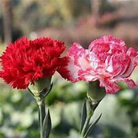 微信康乃馨头像_高清康乃馨花朵图片大全