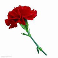 微信康乃馨头像_高清康乃馨花朵图片大全