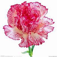 微信康乃馨头像_高清康乃馨花朵图片大全