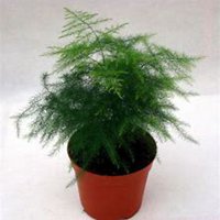 微信文竹头像_高清文竹花朵图片大全