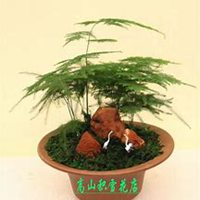 微信文竹头像_高清文竹花朵图片大全