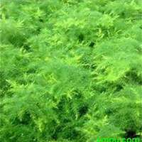 微信文竹头像_高清文竹花朵图片大全