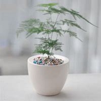 微信文竹头像_高清文竹花朵图片大全