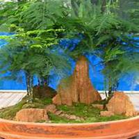 微信文竹头像_高清文竹花朵图片大全