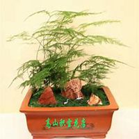 微信文竹头像_高清文竹花朵图片大全