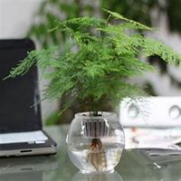 微信文竹头像_高清文竹花朵图片大全