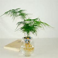 微信文竹头像_高清文竹花朵图片大全