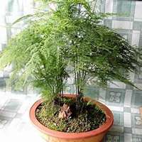 微信文竹头像_高清文竹花朵图片大全