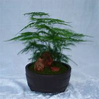 微信文竹头像_高清文竹花朵图片大全