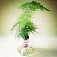 微信文竹头像_高清文竹花朵图片大全