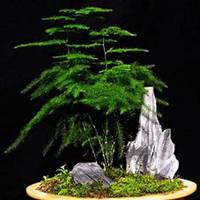 微信文竹头像_高清文竹花朵图片大全