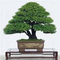 微信文竹头像_高清文竹花朵图片大全