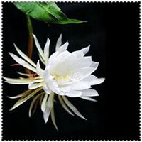 微信昙花头像_高清昙花花朵图片大全