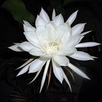 微信昙花头像_高清昙花花朵图片大全