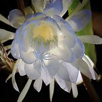 微信昙花头像_高清昙花花朵图片大全