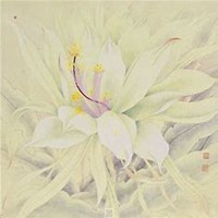 微信昙花头像_高清昙花花朵图片大全