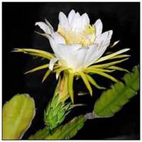 微信昙花头像_高清昙花花朵图片大全