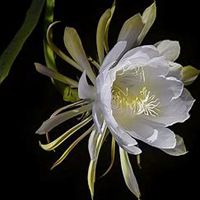 微信昙花头像_高清昙花花朵图片大全