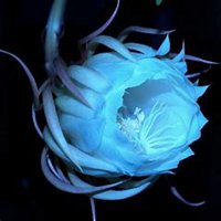 微信昙花头像_高清昙花花朵图片大全