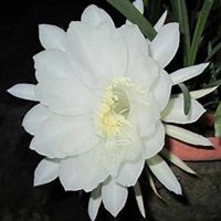 微信昙花头像_高清昙花花朵图片大全