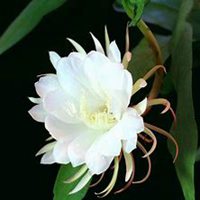 微信昙花头像_高清昙花花朵图片大全