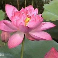 微信昙花头像_高清昙花花朵图片大全