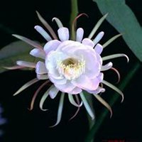 微信昙花头像_高清昙花花朵图片大全