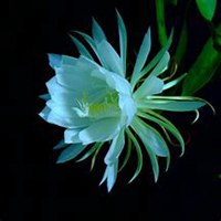 微信昙花头像_高清昙花花朵图片大全