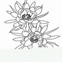 微信昙花头像_高清昙花花朵图片大全