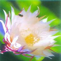 微信昙花头像_高清昙花花朵图片大全