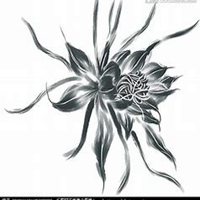 微信昙花头像_高清昙花花朵图片大全