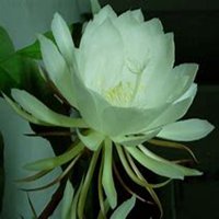 微信昙花头像_高清昙花花朵图片大全