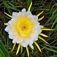 微信昙花头像_高清昙花花朵图片大全