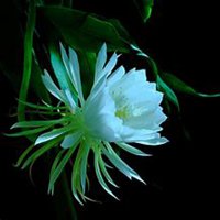 微信昙花头像_高清昙花花朵图片大全