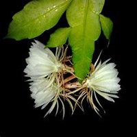 微信昙花头像_高清昙花花朵图片大全