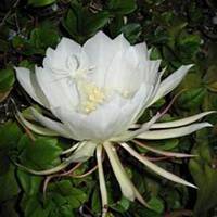 微信昙花头像_高清昙花花朵图片大全