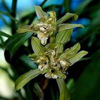 微信春兰花头像_高清春兰花花朵图片大全