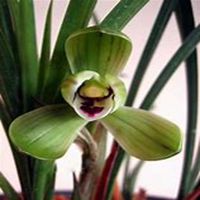 微信春兰花头像_高清春兰花花朵图片大全