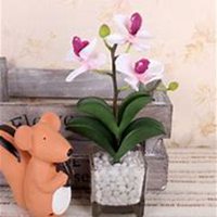 微信春兰花头像_高清春兰花花朵图片大全