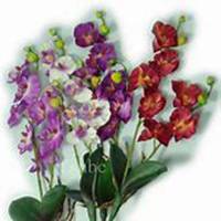 微信春兰花头像_高清春兰花花朵图片大全